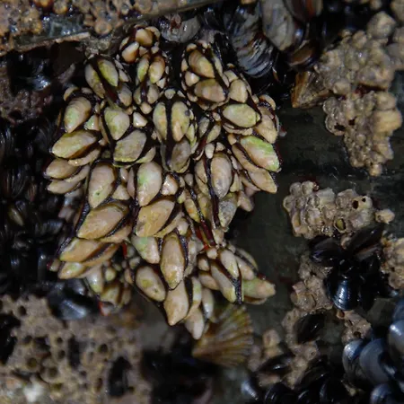 Playa De Catedrales 2*